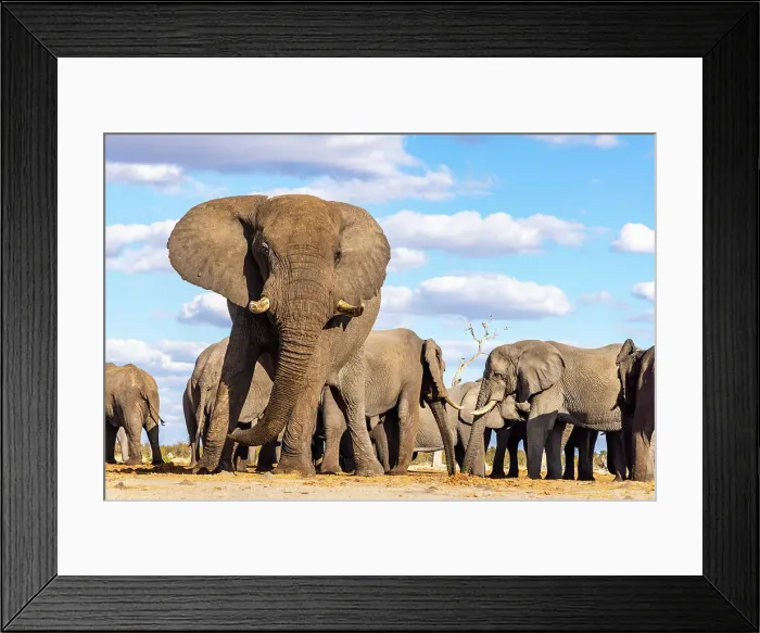 Framed Print : Elephant bulls at a waterhole, Savute, Botswana Framed Print : Elephant bulls at a waterhole, Savute, Botswana
