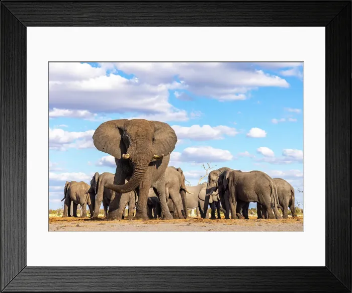 Framed Print : Elephant bulls at a waterhole, Savute, Botswana