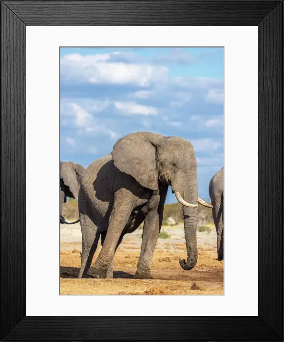Framed Print : Elephant bull at a waterhole, Savute, Botswana Framed Print : Elephant bull at a waterhole, Savute, Botswana