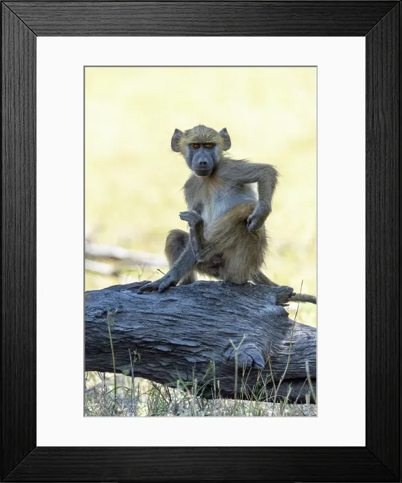 Framed Print : Baby baboon scratching himself, Okavango Delta, Botswana Framed Print : Baby baboon scratching himself, Okavango Delta, Botswana