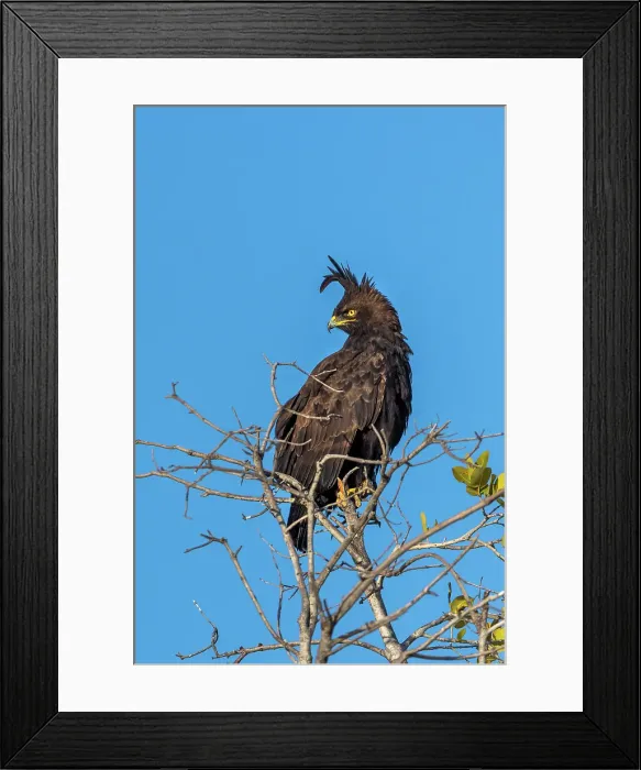 Framed Print : Long Crested Eagle, Okavango Delta, Botswana Framed Print : Long Crested Eagle, Okavango Delta, Botswana
