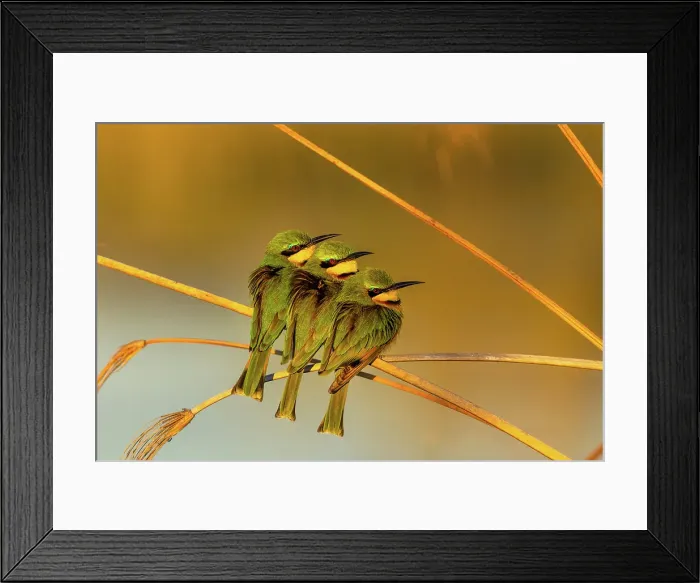 Framed Print : Little Bee Eaters gathering together for warmth in the early morning, Okavango Delta, Botswana Framed Print : Little Bee Eaters gathering together for warmth in the early morning, Okavango Delta, Botswana