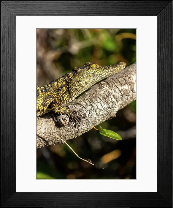Framed Print : Baby Nile Crocodile on a log, Okavango Delta, Botswana Framed Print : Baby Nile Crocodile on a log, Okavango Delta, Botswana