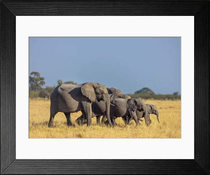 Framed Print : Elephant herd moving across the floodplains, Okavango Delta, Botswana Framed Print : Elephant herd moving across the floodplains, Okavango Delta, Botswana