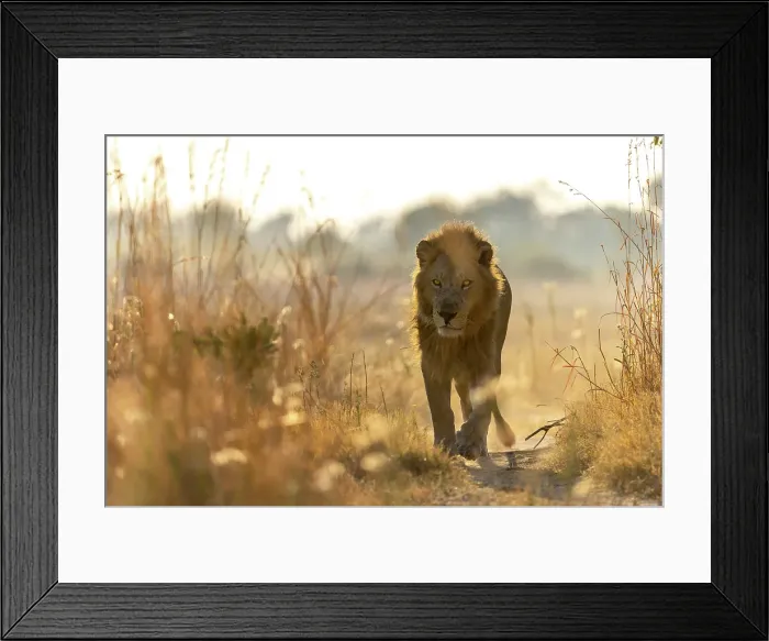 Framed Print : Male Lion walking down a path, Okavango Delta, Botswana Framed Print : Male Lion walking down a path, Okavango Delta, Botswana
