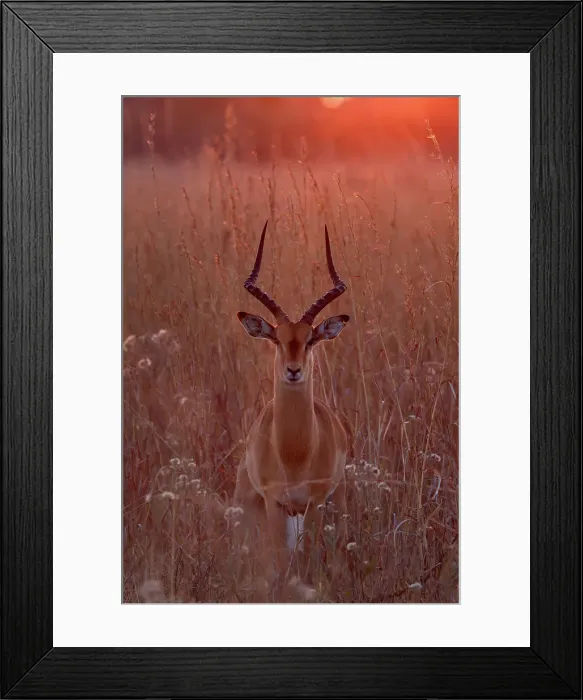 Framed Print : Impala ram in golden light at sunset, Okavango Delta, Botswana Framed Print : Impala ram in golden light at sunset, Okavango Delta, Botswana