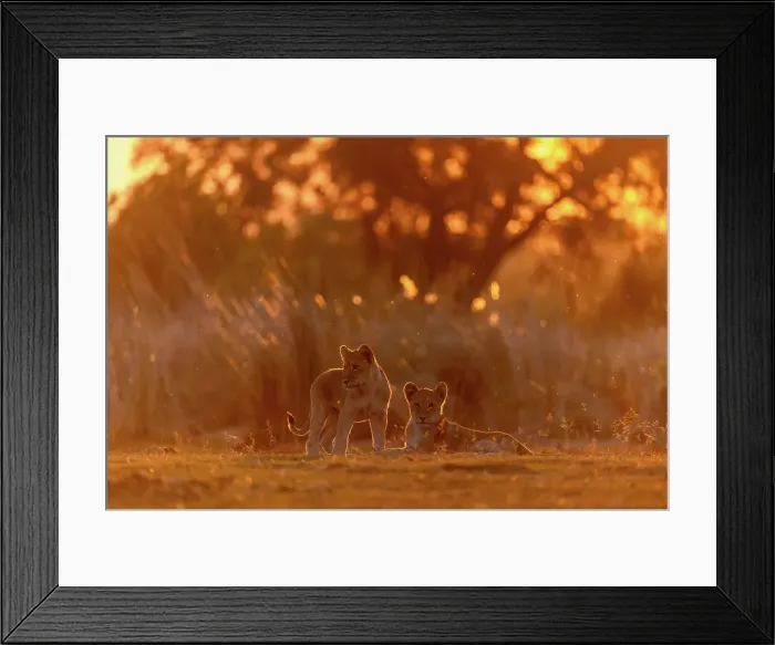 Framed Print : Lion cubs in golden light at sunset, Okavango Delta, Botswana Framed Print : Lion cubs in golden light at sunset, Okavango Delta, Botswana