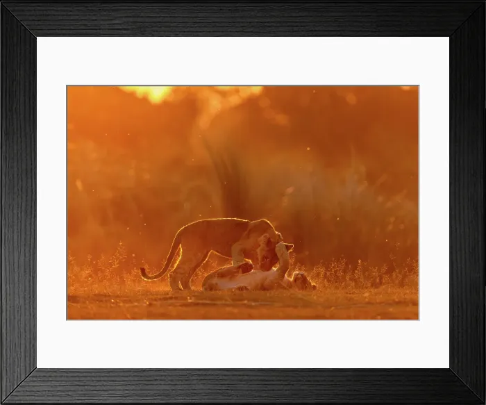 Framed Print : Lion cubs playing in golden light at sunset, Okavango Delta, Botswana Framed Print : Lion cubs playing in golden light at sunset, Okavango Delta, Botswana