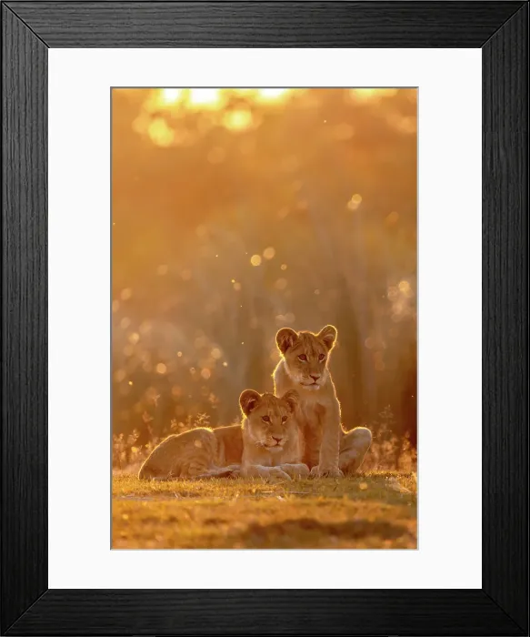 Framed Print : Lion cubs sitting in golden light at sunset, Okavango Delta, Botswana Framed Print : Lion cubs sitting in golden light at sunset, Okavango Delta, Botswana