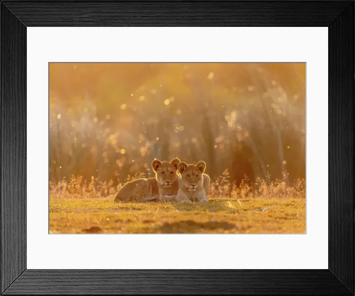 Framed Print : Lion cubs sitting in golden light at sunset, Okavango Delta, Botswana Framed Print : Lion cubs sitting in golden light at sunset, Okavango Delta, Botswana