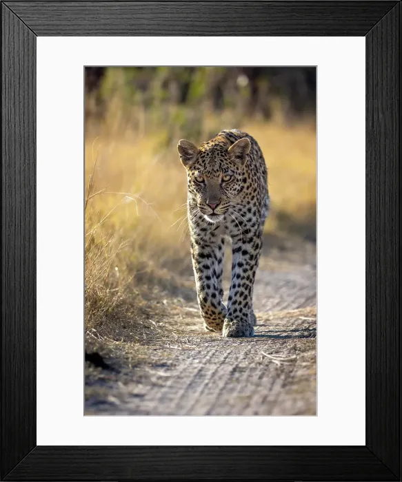 Framed Print : Leopard walking down a road, Okavango Delta, Botswana Framed Print : Leopard walking down a road, Okavango Delta, Botswana
