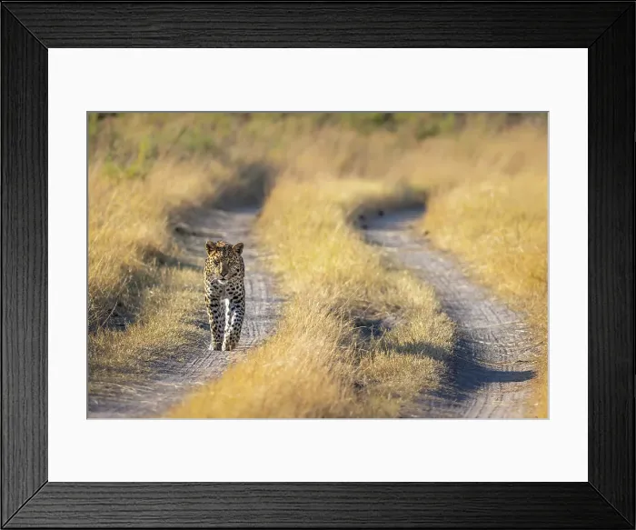 Framed Print : Leopard walking down a road, Okavango Delta, Botswana Framed Print : Leopard walking down a road, Okavango Delta, Botswana