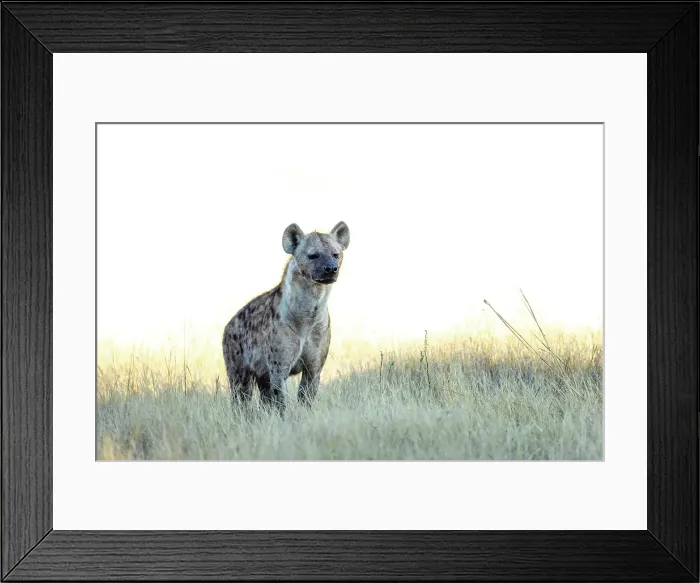 Framed Print : Spotted Hyena, Okavango Delta, Botswana Framed Print : Spotted Hyena, Okavango Delta, Botswana