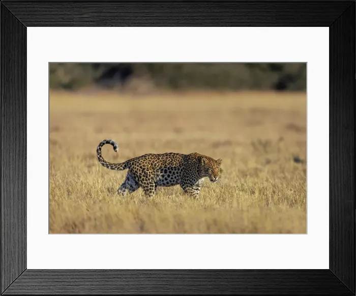 Framed Print : Leopard in open grassland, Okavango Delta, Botswana Framed Print : Leopard in open grassland, Okavango Delta, Botswana