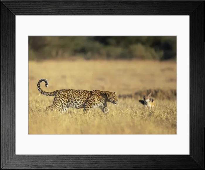 Framed Print : Leopard being harrassed by a Jackal, Okavango Delta, Botswana Framed Print : Leopard being harrassed by a Jackal, Okavango Delta, Botswana