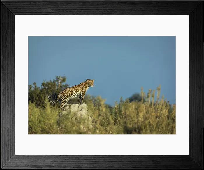Framed Print : Leopard on termite mound, Okavango Delta, Botswana Framed Print : Leopard on termite mound, Okavango Delta, Botswana