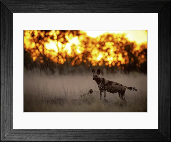 Framed Print : Wild Dog at sunset, Okavango Delta, Botswana Framed Print : Wild Dog at sunset, Okavango Delta, Botswana