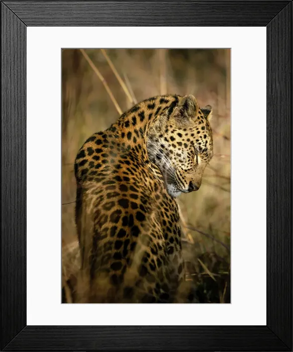 Framed Print : Leopard grooming, Okavango Delta, Botswana
