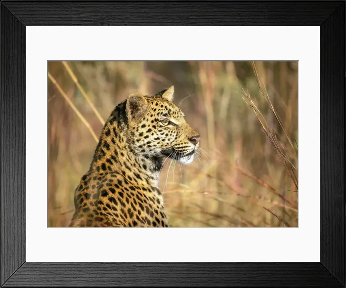 Framed Print : Leopard, Okavango Delta, Botswana