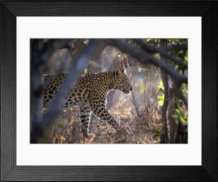 Framed Print : Leopard on the prowl, Okavango Delta, Botswana Framed Print : Leopard on the prowl, Okavango Delta, Botswana
