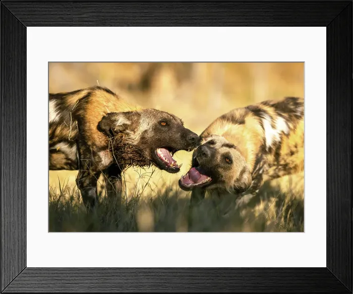 Framed Print : Wild Dogs greeting each other, Okavango Delta, Botswana Framed Print : Wild Dogs greeting each other, Okavango Delta, Botswana