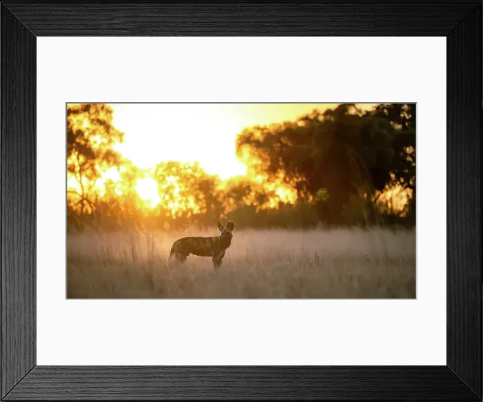 Framed Print : Wild Dog at sunset, Okavango Delta, Botswana Framed Print : Wild Dog at sunset, Okavango Delta, Botswana