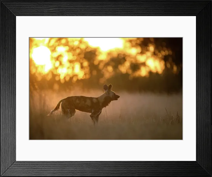 Framed Print : Wild Dog at sunset, Okavango Delta, Botswana Framed Print : Wild Dog at sunset, Okavango Delta, Botswana