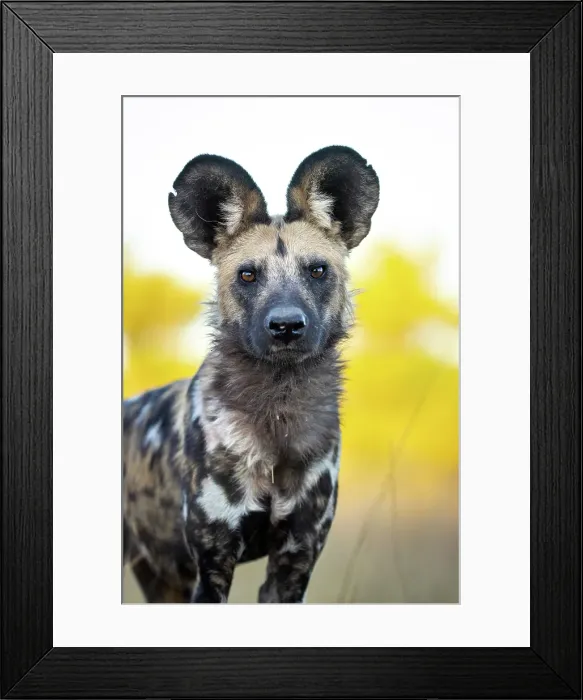 Framed Print : Wild Dog portrait, Okavango Delta, Botswana