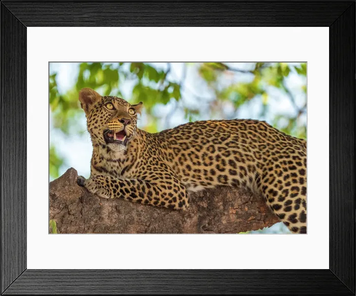 Framed Print : Africa, Botswana, Chobe National Park. A portrait of a leopard in a tree