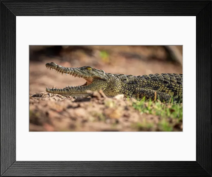Framed Print : Africa, Botswana, Chobe National Park. A a crocodile on the river bank with its mouth open Framed Print : Africa, Botswana, Chobe National Park. A a crocodile on the river bank with its mouth open