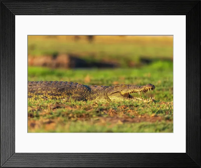 Framed Print : Africa, Botswana, Chobe National Park. A a crocodile on the river bank with its mouth open Framed Print : Africa, Botswana, Chobe National Park. A a crocodile on the river bank with its mouth open