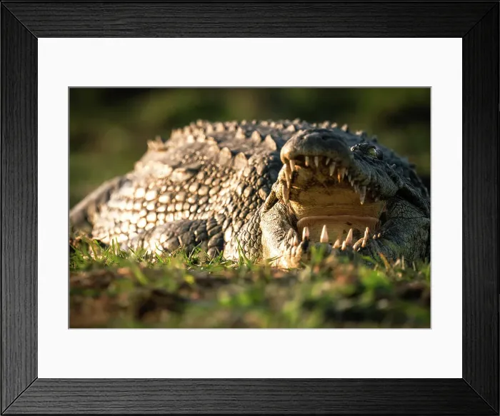 Framed Print : Africa, Botswana, Chobe National Park. A close up of a crocodile on the river bank with open mouth Framed Print : Africa, Botswana, Chobe National Park. A close up of a crocodile on the river bank with open mouth