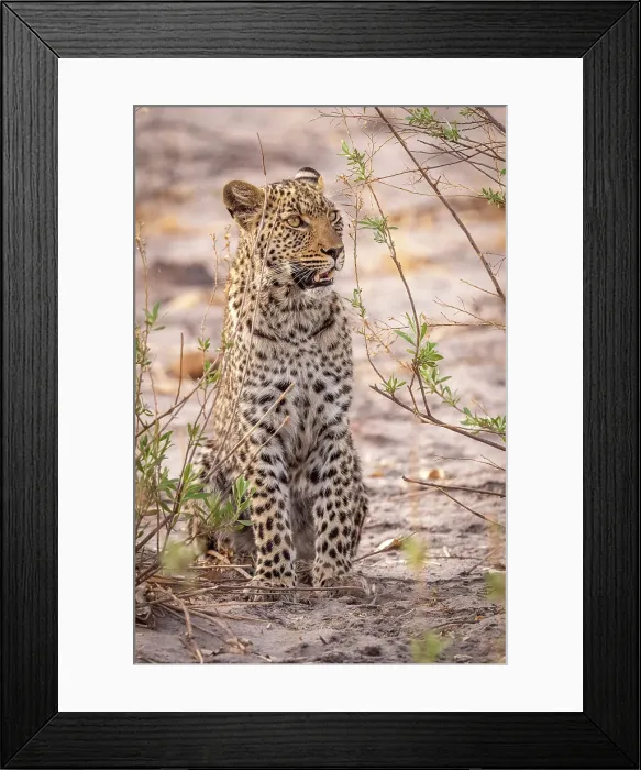 Framed Print : Africa, Botswana, Kwando Concession. A leopard sitting and watching
