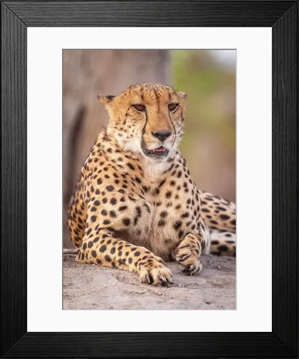 Framed Print : Africa, Botswana, Kwando Concession. A male cheetah Framed Print : Africa, Botswana, Kwando Concession. A male cheetah