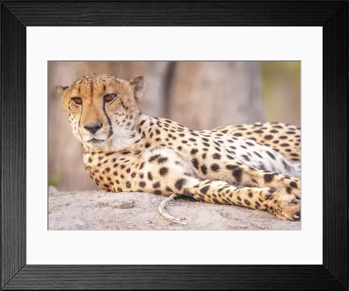 Framed Print : Africa, Botswana, Kwando Concession. A male cheetah Framed Print : Africa, Botswana, Kwando Concession. A male cheetah