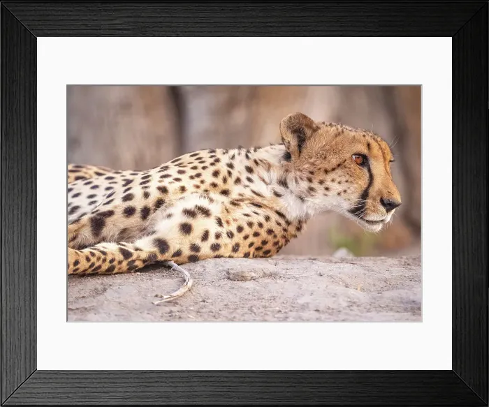 Framed Print : Africa, Botswana, Kwando Concession. A male cheetah Framed Print : Africa, Botswana, Kwando Concession. A male cheetah