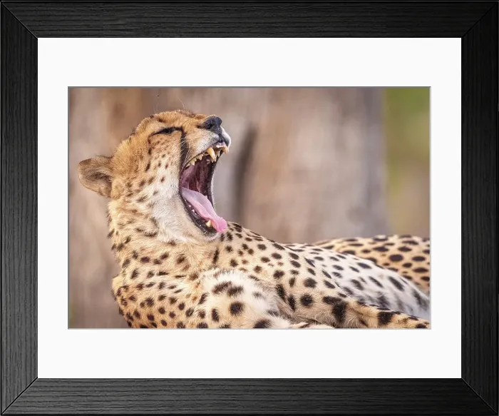 Framed Print : Africa, Botswana, Kwando Concession. A male cheetah, yawning