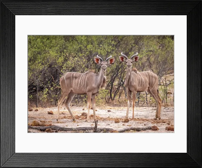 Framed Print : Africa, Botswana, Kwando Concession. Two young greater Kudu males watching Framed Print : Africa, Botswana, Kwando Concession. Two young greater Kudu males watching