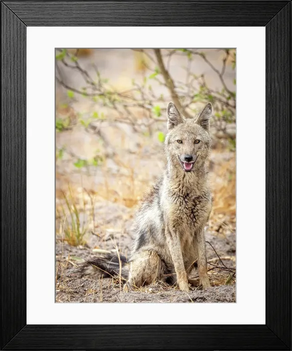 Framed Print : Africa, Botswana, Kwando Concession. A side-striped jackal posing Framed Print : Africa, Botswana, Kwando Concession. A side-striped jackal posing