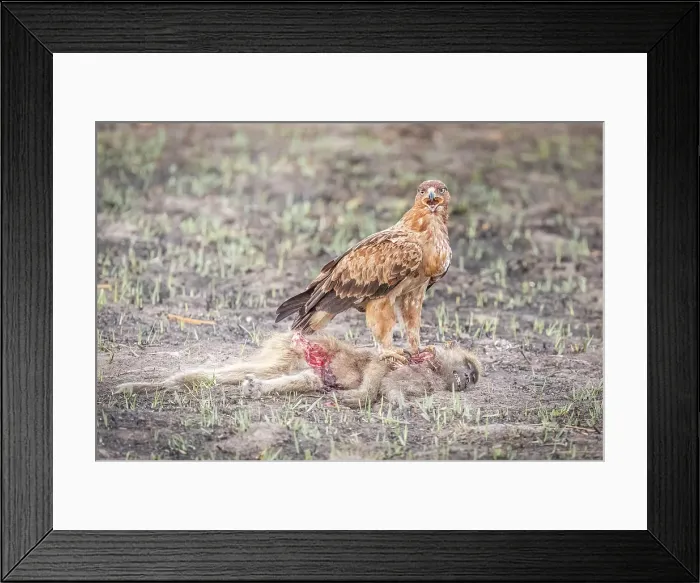 Framed Print : Africa, Botswana, Kwando Concession. A raptor bird with a killed baby baboon Framed Print : Africa, Botswana, Kwando Concession. A raptor bird with a killed baby baboon
