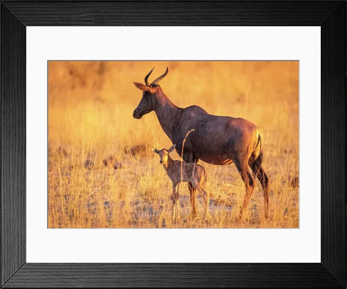 Framed Print : Africa, Botswana, Kwando Concession. A Tsessebe female with calf at sunset in the grassland Framed Print : Africa, Botswana, Kwando Concession. A Tsessebe female with calf at sunset in the grassland