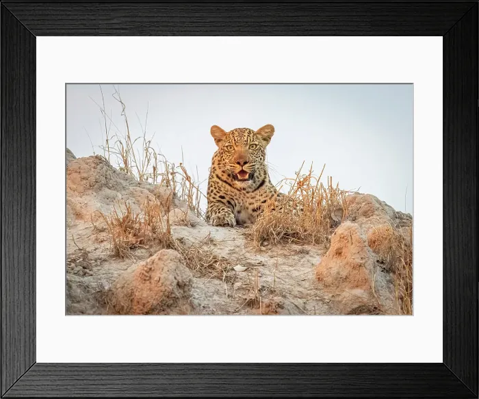 Framed Print : Africa, Botswana, Kwando Concession. A Leopard climbing on a termite mount