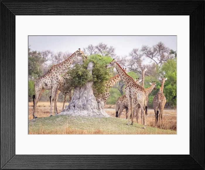 Framed Print : Africa, Botswana, Kwando Concession. A group of Giraffes feeding on top of a termite mount Framed Print : Africa, Botswana, Kwando Concession. A group of Giraffes feeding on top of a termite mount