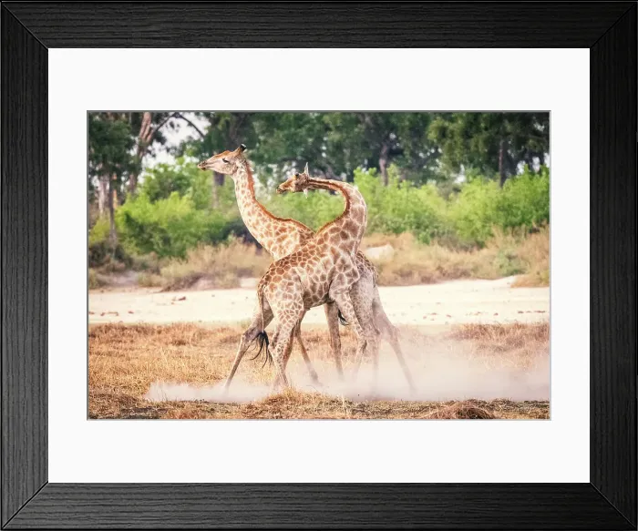 Framed Print : Africa, Botswana, Kwando Concession. Two male giraffes fighting