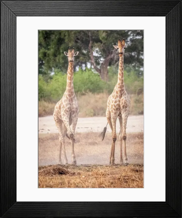 Framed Print : Africa, Botswana, Kwando Concession. Two male giraffes
