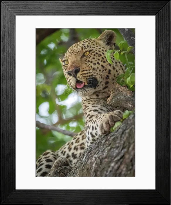 Framed Print : Africa, Botswana, Okawango Delta, Pompom Camp. A beautiful Leopard in the tree Framed Print : Africa, Botswana, Okawango Delta, Pompom Camp. A beautiful Leopard in the tree