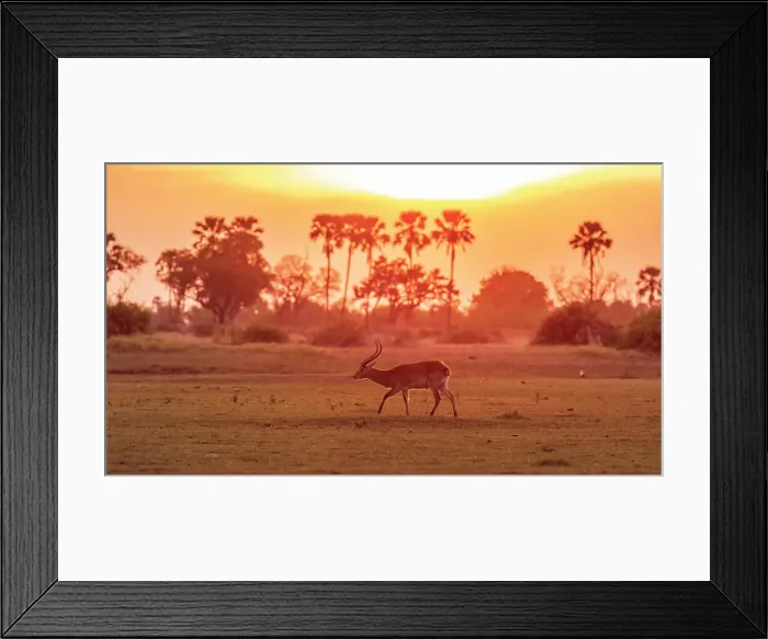 Framed Print : Africa, Botswana, Okawango Delta, Pompom Camp. A red lechwe antelope walking in the landscape at sunset Framed Print : Africa, Botswana, Okawango Delta, Pompom Camp. A red lechwe antelope walking in the landscape at sunset