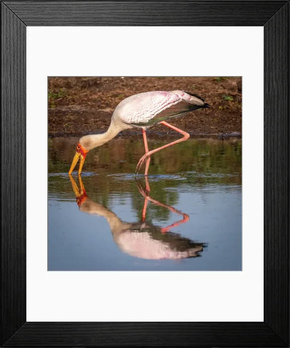 Framed Print : Africa, Botswana, Okawango Delta, Pompom Camp. A yellow-billed stork fishing Framed Print : Africa, Botswana, Okawango Delta, Pompom Camp. A yellow-billed stork fishing