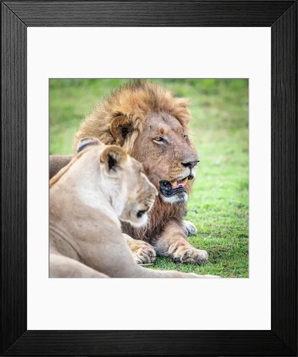 Framed Print : Africa, Botswana, Okawango Delta, Pompom Camp. A beautiful couple of lions Framed Print : Africa, Botswana, Okawango Delta, Pompom Camp. A beautiful couple of lions