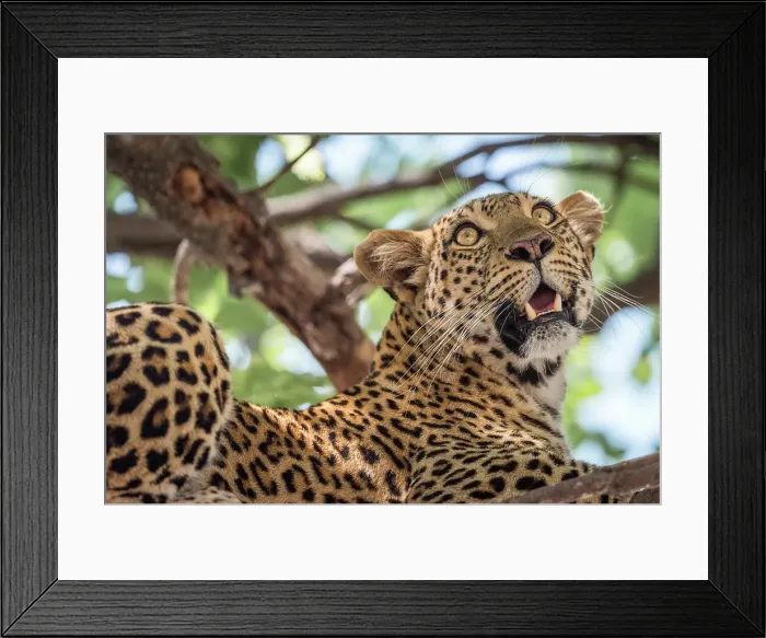 Framed Print : Africa, Botswana, Okawango Delta, Pompom Camp. A beautiful Leopard in the tree